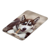 Sibirische Husky-Welpe am Strand Magnet (Linke Seite)