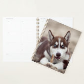 Sibirische Husky-Welpe am Strand Planer (Anzeige)