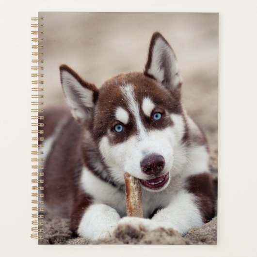 Sibirische Husky-Welpe am Strand Planer (Vorderseite)
