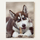 Sibirische Husky-Welpe am Strand Planer (Rückseite)