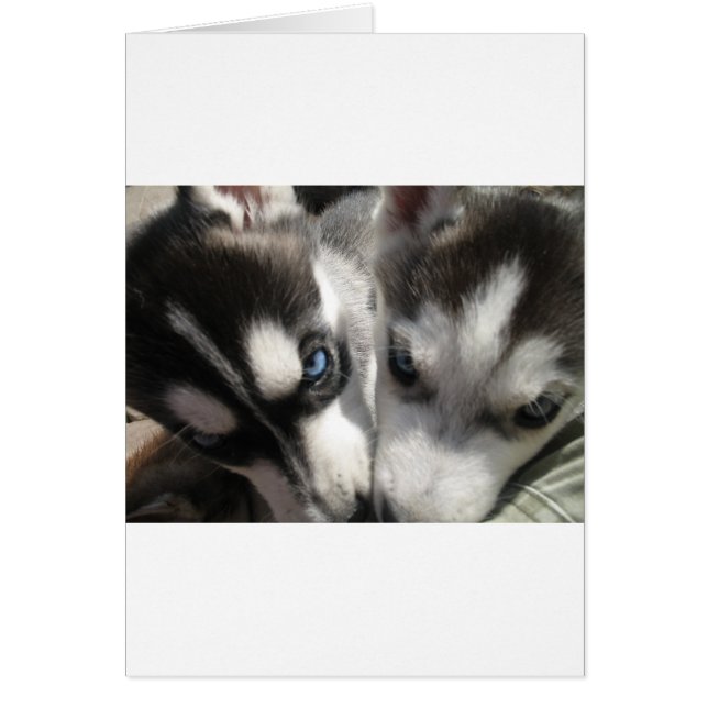 Sibirische Husky-Welpe-Tasse (Vorne)