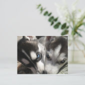 Sibirische Husky-Welpe-Tasse Postkarte (Stehend Vorderseite)