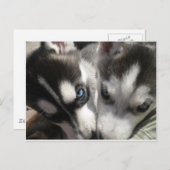 Sibirische Husky-Welpe-Tasse Postkarte (Vorne/Hinten)