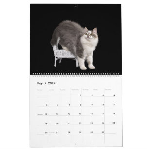 Sibirische Kätzchen-Kalender Kalender