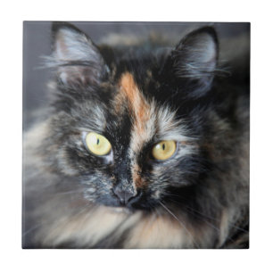 Sibirische Katze Fliese