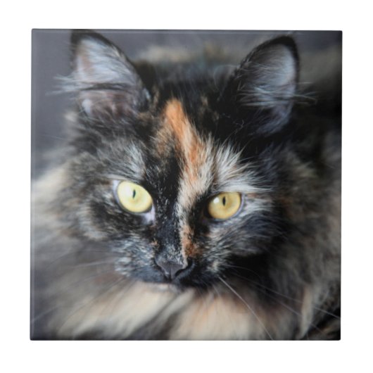 Sibirische Katze Fliese (Vorderseite)