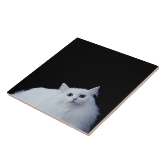 Sibirische Katze Fliese (Seite)