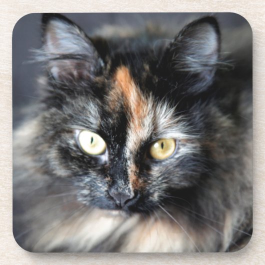 Sibirische Katze Getränkeuntersetzer (Vorderseite)