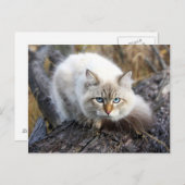 sibirische Katze in einem Herbstwald Postkarte (Vorne/Hinten)