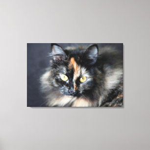 Sibirische Katze Leinwanddruck