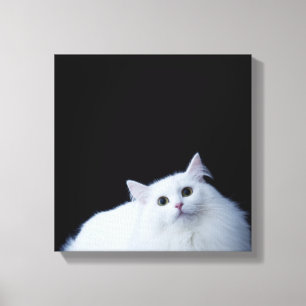 Sibirische Katze Leinwanddruck