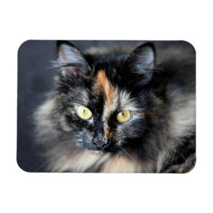 Sibirische Katze Magnet