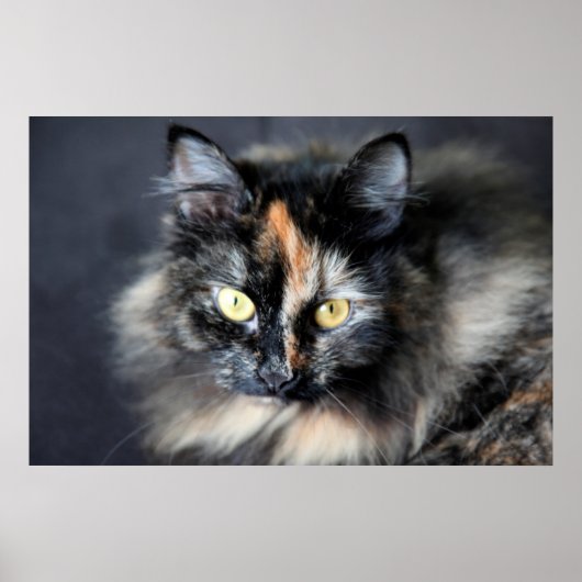 Sibirische Katze Poster (Vorne)