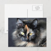 Sibirische Katze Postkarte (Vorne/Hinten)