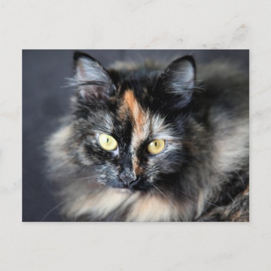 Sibirische Katze Postkarte (Vorderseite)