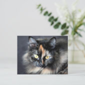 Sibirische Katze Postkarte (Stehend Vorderseite)
