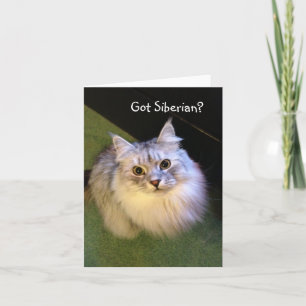 Sibirische Katzen-Mitteilungskarten Karte