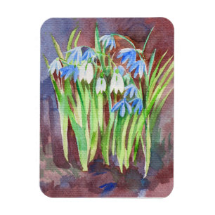 Sibirische Squill-Blue-Spring-Blume Magnet