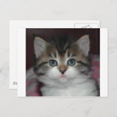 Sibirische Tabby/White Kitten Postkarte (Vorne/Hinten)