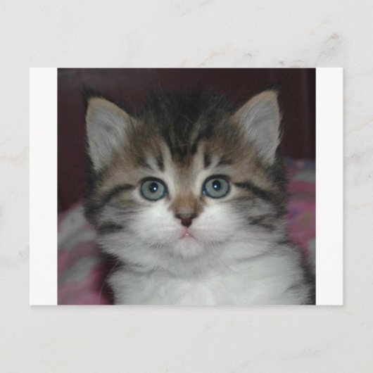 Sibirische Tabby/White Kitten Postkarte (Vorderseite)