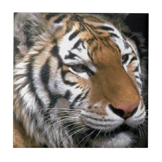 Sibirische Tigerliebhaber Kunst Fliese (Vorderseite)