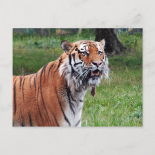 Sibirische Tigerpostkarte Postkarte