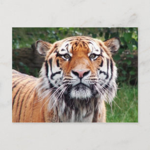 Sibirische Tigerpostkarte Postkarte