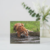 Sibirische Tigerpostkarte Postkarte (Stehend Vorderseite)
