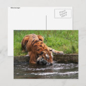 Sibirische Tigerpostkarte Postkarte (Vorne/Hinten)