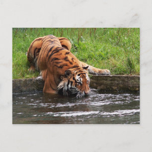 Sibirische Tigerpostkarte Postkarte