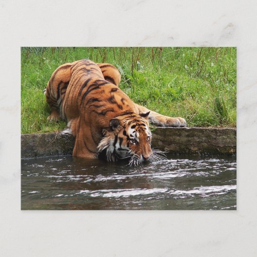 Sibirische Tigerpostkarte Postkarte (Vorderseite)