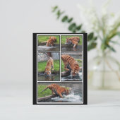 Sibirische Tigerpostkarte Postkarte (Stehend Vorderseite)