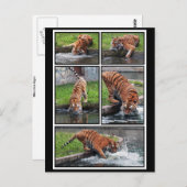 Sibirische Tigerpostkarte Postkarte (Vorne/Hinten)