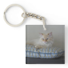 Sibirische Waldkatze (Doppeltes versah) mit Seiten