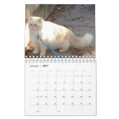 Sibirische Waldkatze Kalender (Jan 2027)