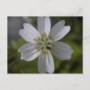 Sibirischer Frühling Schönheit auf der Insel Unala Postkarte