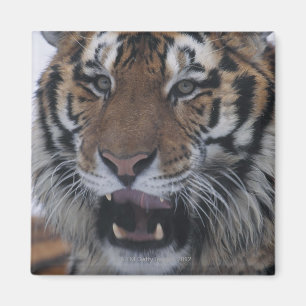 Sibirischer gähnender Tiger Magnet