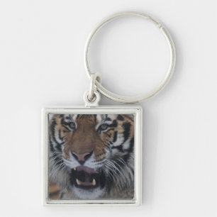 Sibirischer gähnender Tiger Schlüsselanhänger