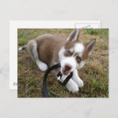 Sibirischer Husky (1) Postkarte (Vorne/Hinten)