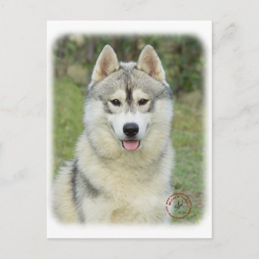 Sibirischer Husky 9L69D-14 Postkarte (Vorderseite)