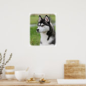 Sibirischer Husky 9Y570D-006 Poster (Küche)