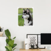 Sibirischer Husky 9Y570D-006 Poster (Heimbüro)