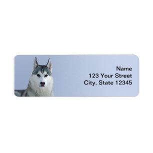 Sibirischer Husky auf blauem Hintergrund