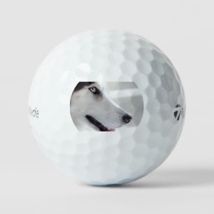 Sibirischer Husky aus nächster Nähe als Zweiter Golfball