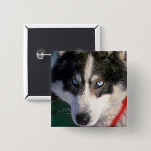 Sibirischer Husky Button (Vorne & Hinten)