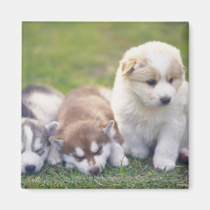 Sibirischer Husky; Eine Funktionshundezucht das- Magnet