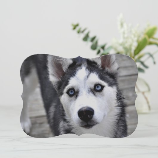 Sibirischer Husky Einladung (Stehend Vorderseite)