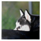 Sibirischer Husky Fliese (Vorderseite)