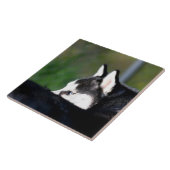 Sibirischer Husky Fliese (Seite)