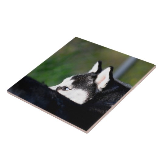Sibirischer Husky Fliese (Seite)